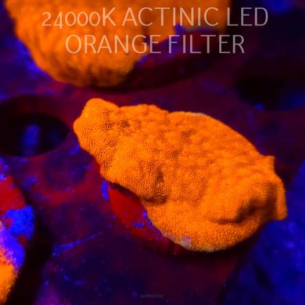 Leptoseris foliosa GOLD (08.11.2025) MM1-I-37  5cm