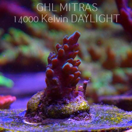 Acropora sp. AUSTRALIA (20.02.2025) L4-I-5  2cm