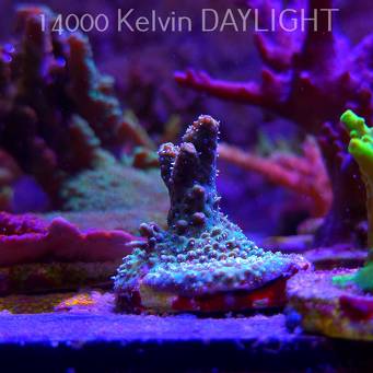 Acropora sp. AUSTRALIA (21.06.2025) L4-I-5  4cm