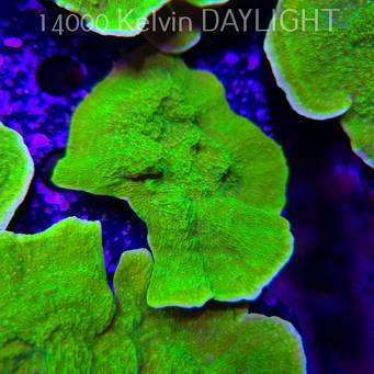 Montipora capricornis TOXIC GREEN (14.02.2026) H4  10cm