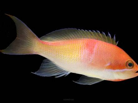 Pseudanthias kashiwae rozmiar 7-8 cm