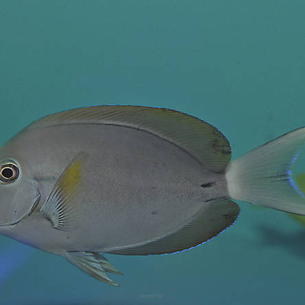 Acanthurus nigricauda  8-9cm