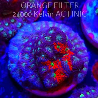 Favites Pentagona War Coral (06.05.2025)  5cm
