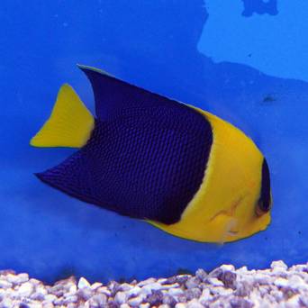 Centropyge bicolor 4cm