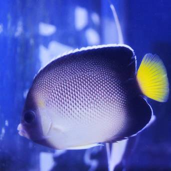 Apolemichthys xanthurus (Cream Angel) rozmiar 9 cm