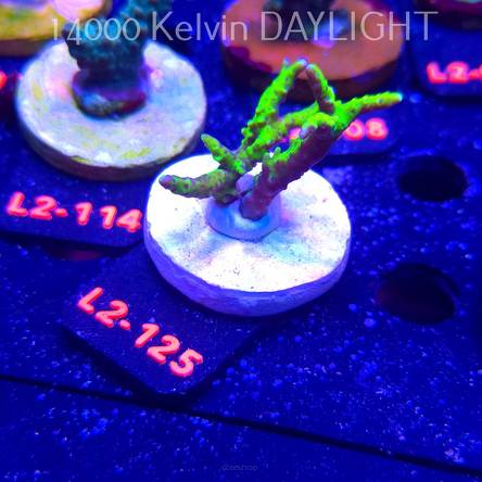 Anacropora WWC SLIMEBALL (14.11.2025) L2-125  5cm