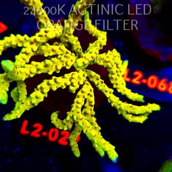 Anacropora WWC SLIMEBALL (19.03.2026) L2-022  12cm
