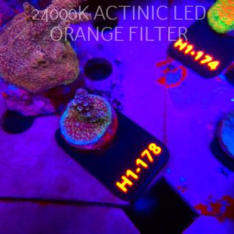Acropora sp. PREMIUM (12.10.2026) H1-178  3cm