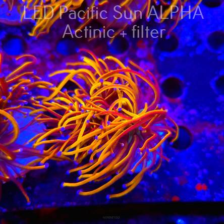 Euphyllia glabrescens NY KNICKS TORCH (04.08.2024)