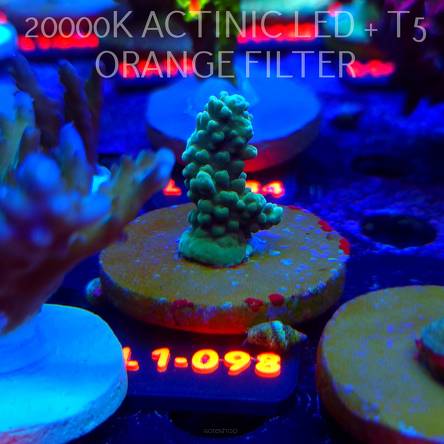 Acropora TG PINK FLOYD ACRO (09.10.2025) L1-098  3cm