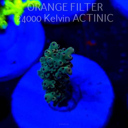 Acropora TG PINK FLOYD ACRO (20.03.2025) L1-III-16  5cm