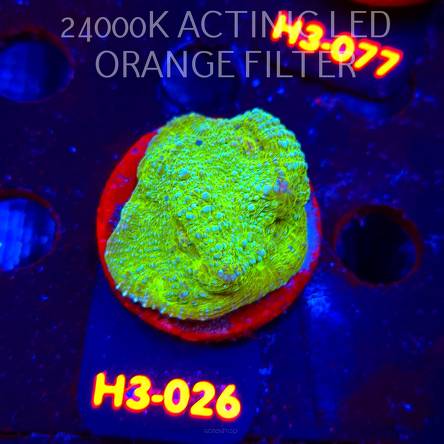 Echinophyllia UFO X Chalice (01.06.2026) H3-026  5cm