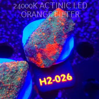 Echinophyllia Lava Rush Chalice (02.12.2025) H2-026  6cm