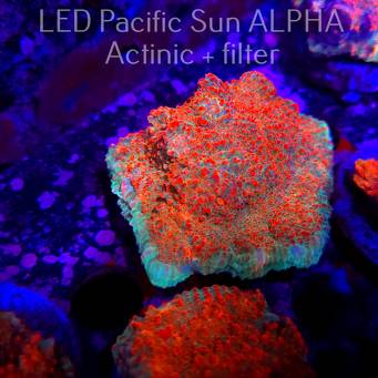 Echinophyllia Lava Rush Chalice (22.01.2025)  6cm