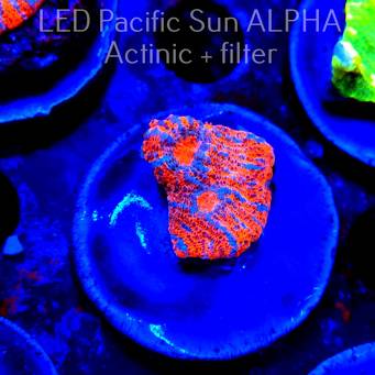 Echinophyllia Blue-Red Chalice (12.06.2024)  2cm