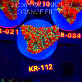 Acanthastrea lordhowensis CHRISTMAS ACAN (03.01.2026) KR-112  5cm