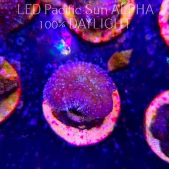 Rhodactis WWC LEMON HAZE (23.01.2025)
