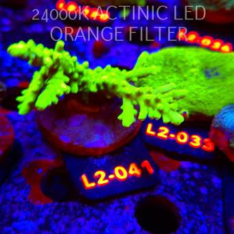 Acropora AUSTERA BANANA (17.03.2026) L2-041  8cm