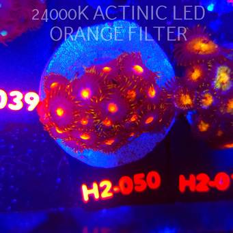 Zoanthus MIAMI BLOW POP (01.12.2025) 20P+  H2-050