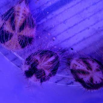 Maretia planulata jeżowiec sand dollar 4-5cm