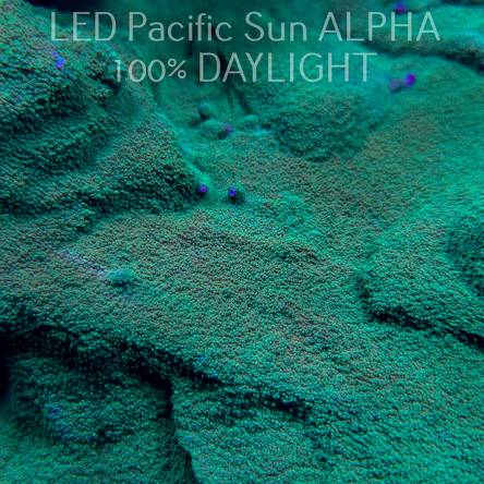 C.D. MONTIPORA GREEN-GOLD  4-5cm