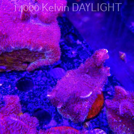 Pavona decussata (19.09.2025)  7cm