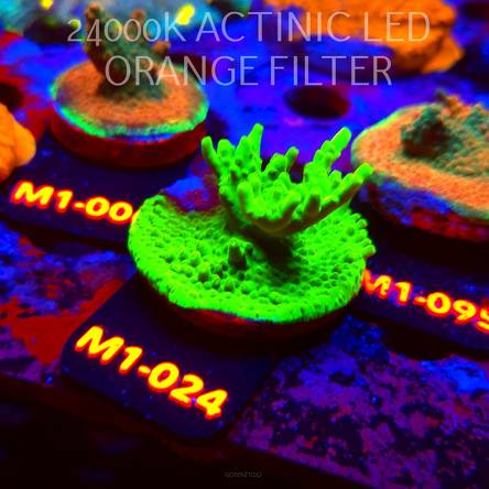 Acropora WWC Castells Banana (12.06.2026) M1-024  5cm