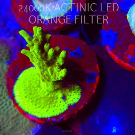 Acropora WWC Castells Banana (08.11.2025) MM1-I-33  5cm