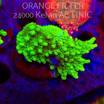 Acropora WWC Castells Banana (11.08.2025) MM6-III-29  7cm