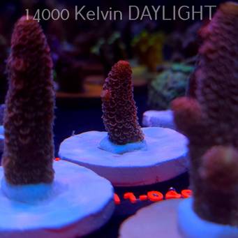 Acropora spathulata CORAL SEA ULTRA RED (16.10.2025) H1-040  3cm