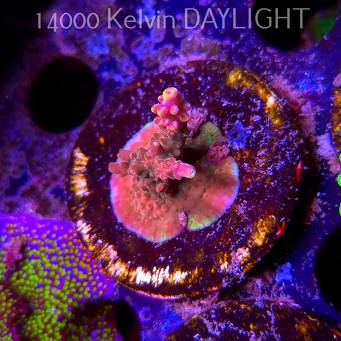 Acropora sp. AUSTRALIA (09.05.2025) MM1-I-29  3cm
