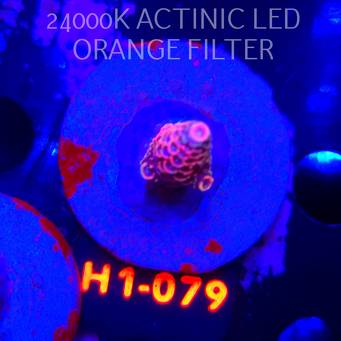 Acropora spathulata CORAL SEA ULTRA RED (04.02.2026) H1-079  3cm