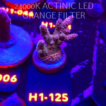Acropora HYACINTHUS RAINBOW (02.02.2026) H1-125  4cm