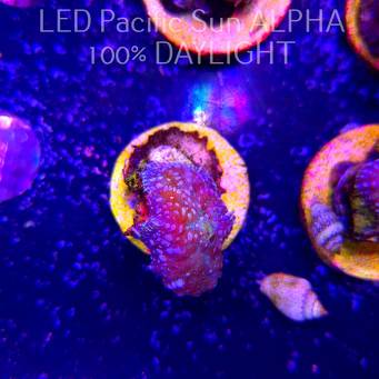 Rhodactis WWC LEMON HAZE (23.01.2025)