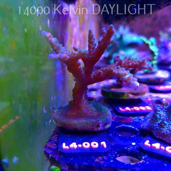 Acropora sp. AUSTRALIA (19.05.2026) L4-001  10cm