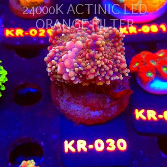 Ricordea yuma CHERRY BLOSSOM BOUNCE (06.12.2025) KR-030