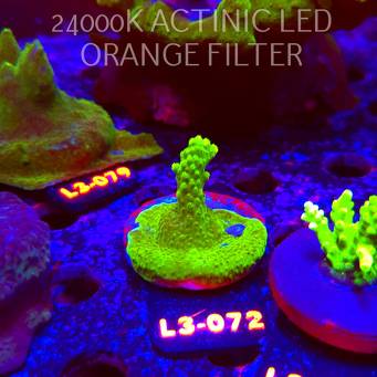 Acropora sp. AUSTRALIA (05.01.2026) L3-072  5cm