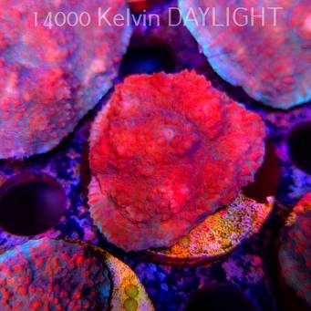 Echinophyllia Lava Rush Chalice (18.05.2025)  4cm