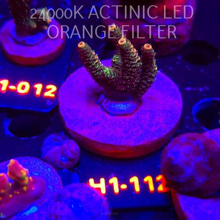 Acropora loripes GOLDEN JAWDROPPER (01.02.2026) H1-068  6cm