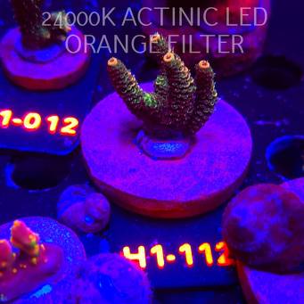 Acropora loripes GOLDEN JAWDROPPER (01.02.2026) H1-068  6cm