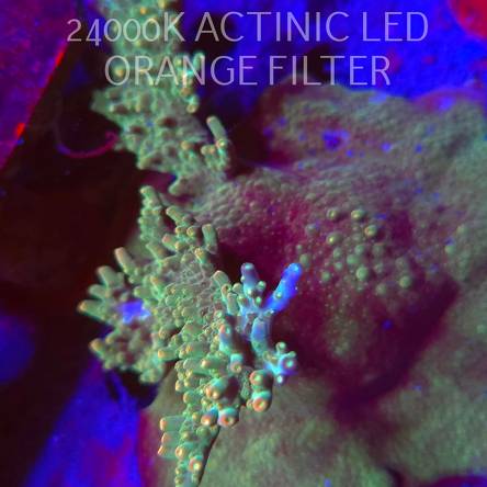 Acropora granulosa ULTRA (08.11.2025) MM1-I-32  12cm