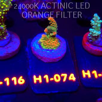 Acropora sp. JMC SPECIAL (01.02.2026) H1-074  3cm