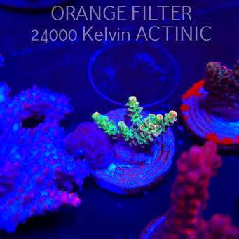 Acropora sp. JMC SPECIAL (04.10.2025)  3cm