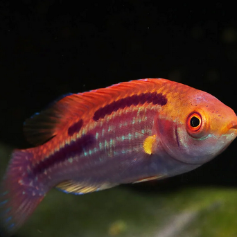 Cirrhilabrus lubbocki 6-7cm