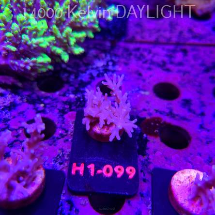 Acropora carduus (19.09.2026) H1-099  5cm