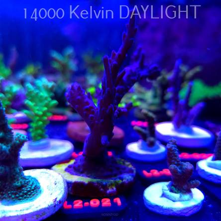 Acropora sp. AUSTRALIA (12.11.2025) L2-021  10cm