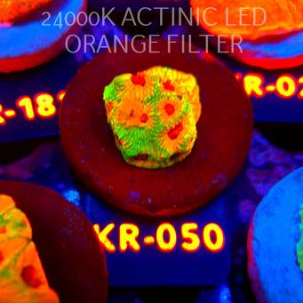 Favia JASON FOX CANDY CORN (07.08.2026) KR-050  3cm