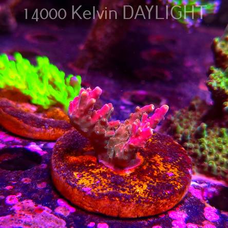 Acropora RED PASSION (06.04.2025) MM6-III-7  4cm