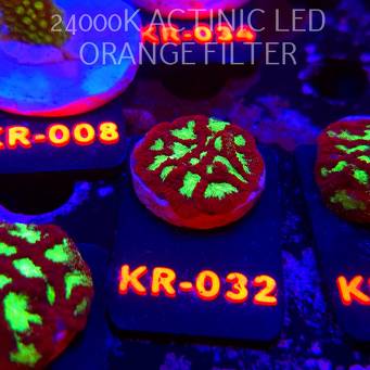 Goniastrea JASON FOX ACI FIRESTORM (10.10.2025) KR-032  3cm