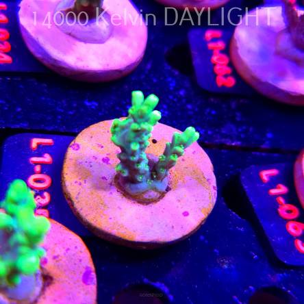 Acropora ACULEUS HIGHLIGHTER SSA (03.08.2026) L1-035  3cm